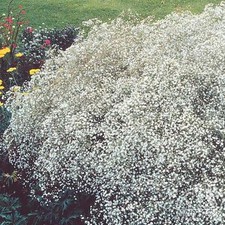 GYPSOPHILA SINGLE ALBA 600 FLOWER SEEDS PERENNIAL FLOWER