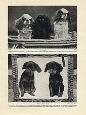 ENGLISH TOY KING CHARLES SPANIEL DOGS AND PUPPIES OLD ORIGINAL 1934 DOG PRINT