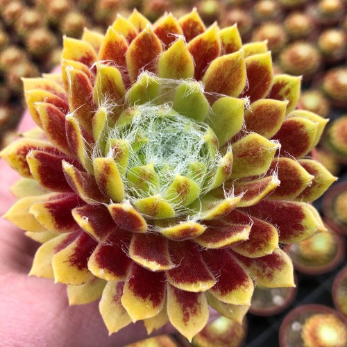 Sempervivum succulent lemon - sempervivum,