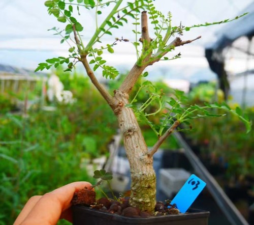 Boswellia neglecta random own - boswellia,