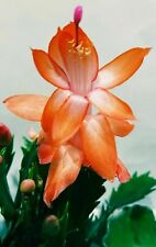 Christmas Cactus SINGLE