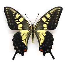 SPECIMEN - Papilio machaon