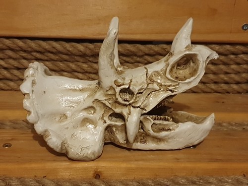 Triceratops skull 17x12x12 5cm - triceratops, 17x12x12.5cm