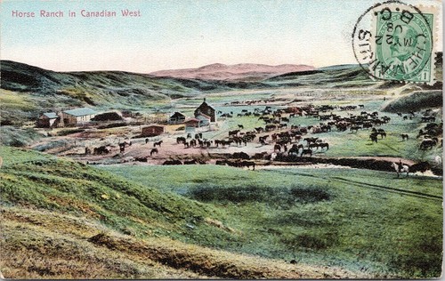 Horse ranch canadian west - horse,