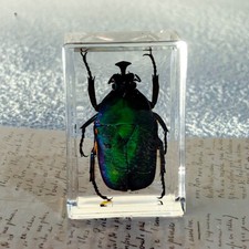 1PCS Real Insects Specimens