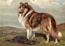 Collie - CUSTOM MATTED - Dog