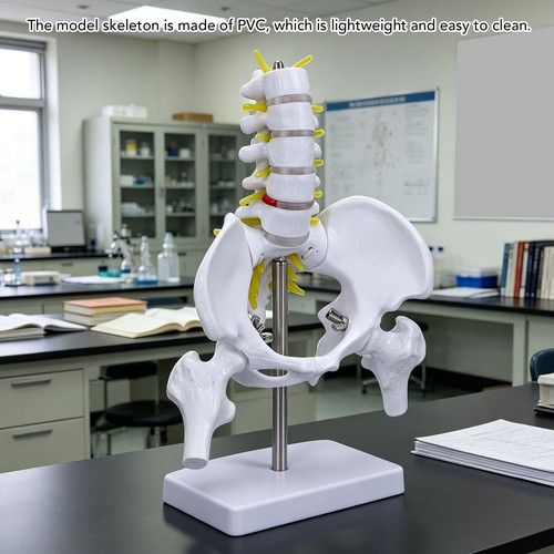 Female pelvis model with - pelvis, 5