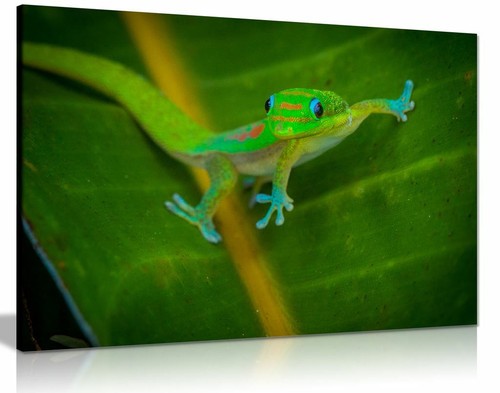 Gecko canvas wall art picture - art,