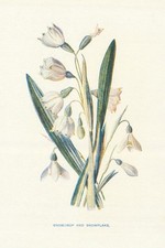 Snowdrop . Wild Flowers by