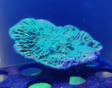 5cm Green Montipora Plating SPS Coral Frag Plate 