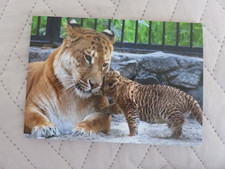 Liger and baby, unused, big