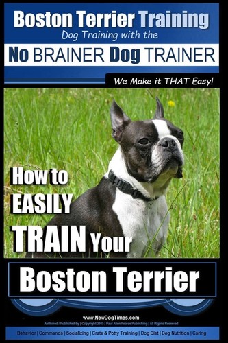 Boston terrier training - training, |