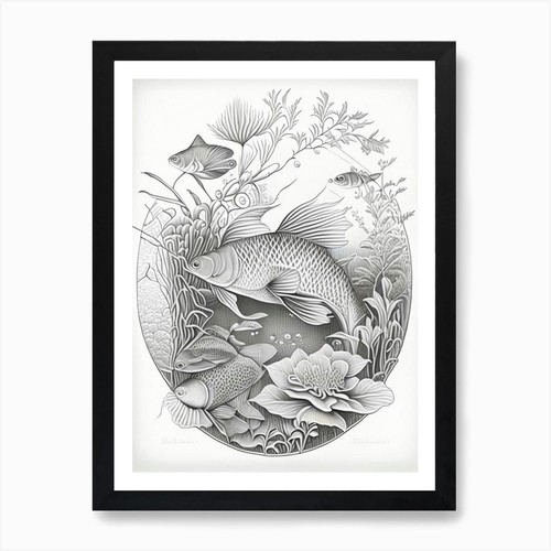 Tancho sanke koi fish - tancho,