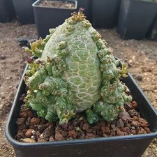 Multi Heads Rare Cacti