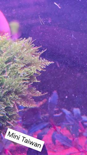 Mini taiwan moss aquatic - x1,