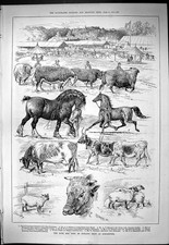 Old Bath Agricultural Show