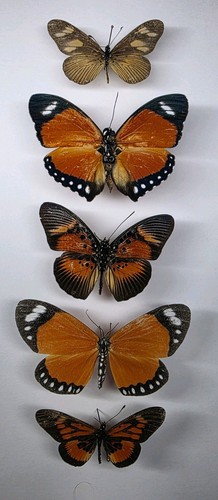Real butterfly moth - real, collection