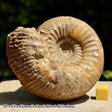 Stephanoceras Fossil Ammonite, Lower Bajocian, Jurassic - Brunton, Somerset, UK