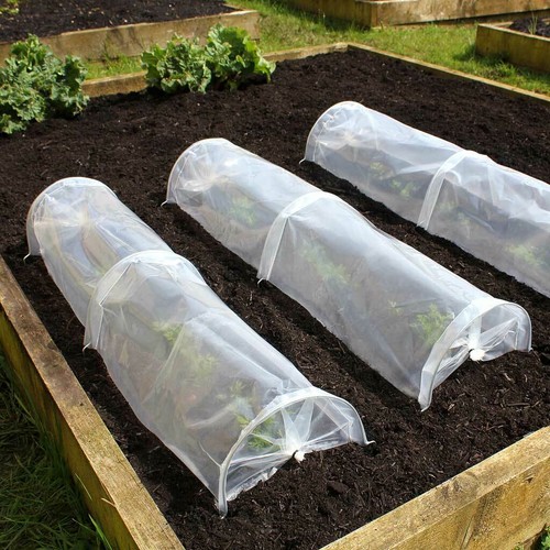 Haxnicks seedling tunnel - seedling,