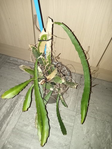 Dragon fruit plant cuttings - dragon,