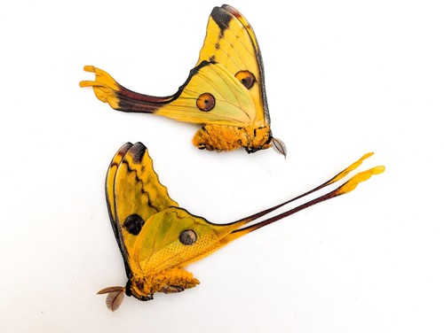 Argema mitrei pair comet - mitrei,