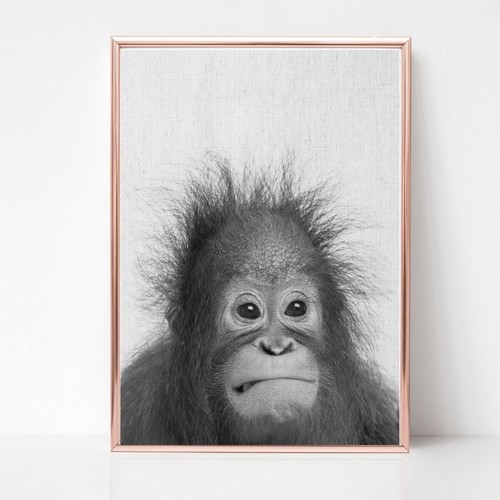 Orangutan monkey print picture - monkey,