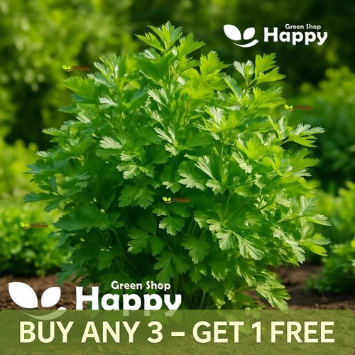 Parsley italian giant - parsley, 4