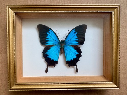 Vintage framed blue - vintage,