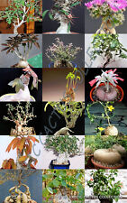 CAUDICIFORMS PLANTS MIX rare CAUDEX plant exotic succulents bonsai SEED 20 seeds
