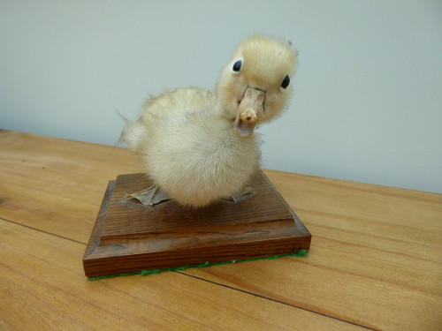 Taxidermy duckling - taxidermy,