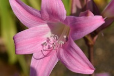 1 Hippeastrum Amaryllis