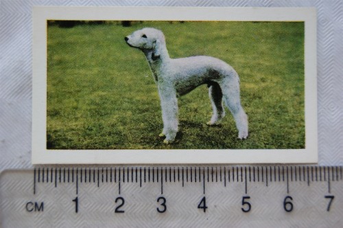 1961 hornimans tea dogs - hornimans, no.