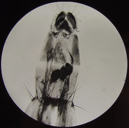 Glass magic lantern slide - glass,