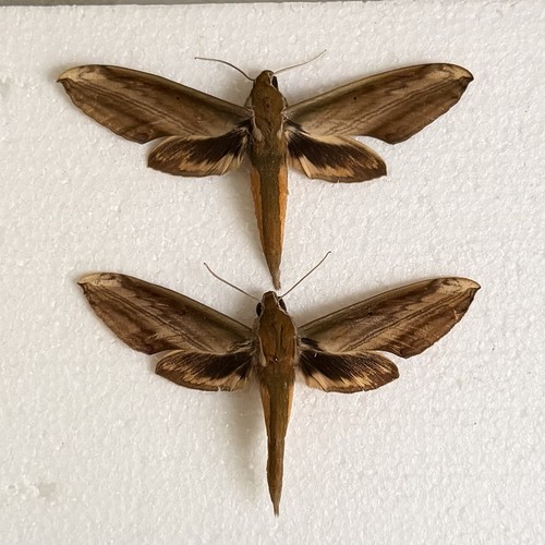 Entomology theretra nessus - entomology,