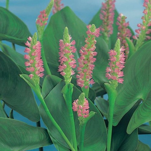 Pink pickrel live pond plant - pickrel,