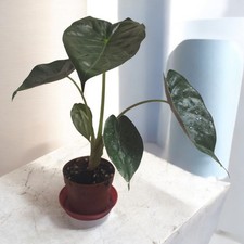 indoor house plant Alocasia