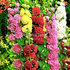 200x Hollyhock Summer Carnival