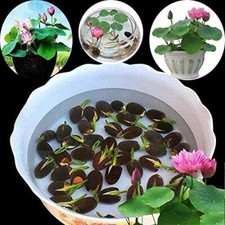 10pcs Pre-Sprouted Mixed Color