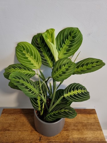 Maranta lemon lime - lemon, 12cm