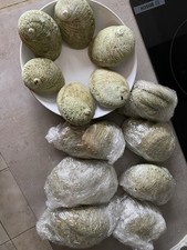 Abalone shell - 48,