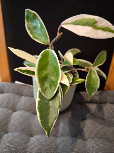 Hoya crimson queen rooted - hoya,