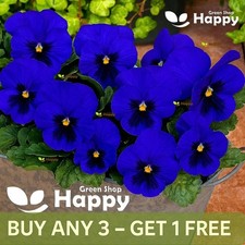 FLOWER - PANSY SWISS GIANT