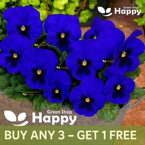 Flower pansy swiss giant - flower,