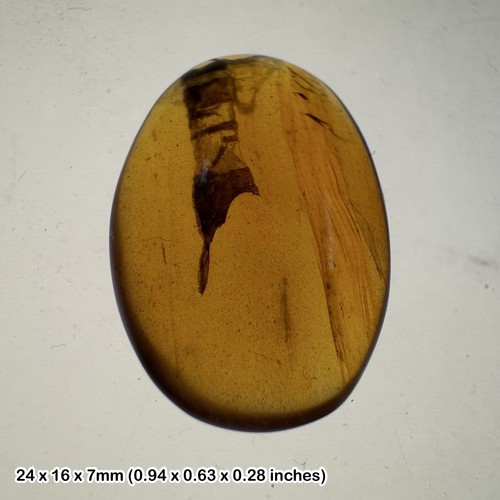 Million year old - million-year-old, burmese