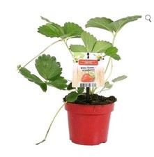 9 Strawberry 'Annan Montana'