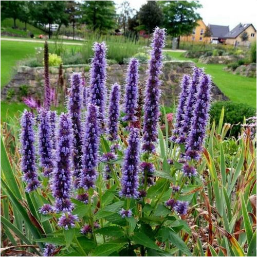 Plug plants agastache - 6,