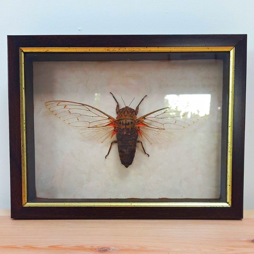 Framed mounted giant - mounted, red