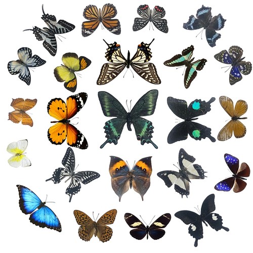 Real butterfly specimens - real,