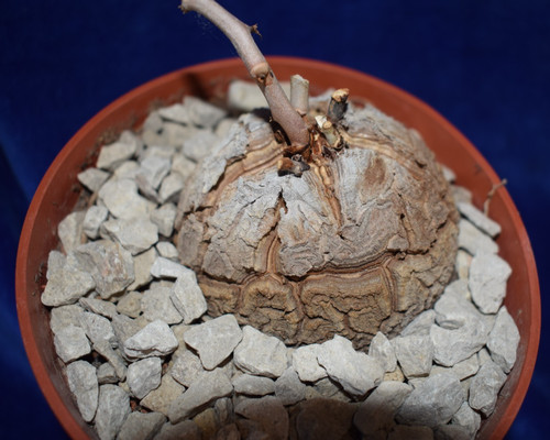 Caudex dioscorea elephantipes - caudex,