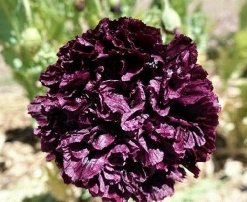 Poppy black peony papaver - peony,